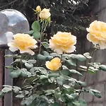 アパート Terrazza Di Elsa Trescine